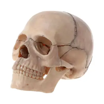 15vnt/set 4D Išardyta Kaukolės Anatomijos Modelis, Nuimamas Medicinos Mokymo Per Lašas Laivybos