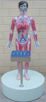 Mikrokompiuterių Žmogaus Narkotikų Vartojimo Kraujo Apytaką Demonstravimo Modelis Patyrusiems Žmogaus Anatomijos Ir Medicinos Mokymo Simuliatorius